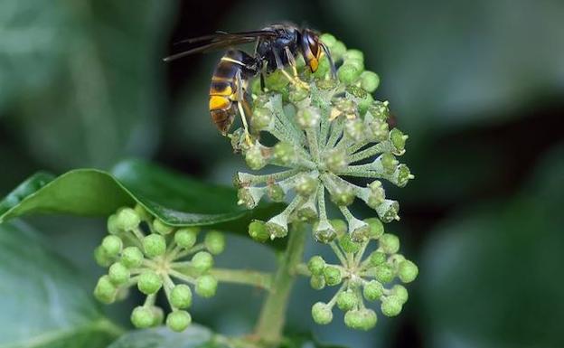 picadura de abeja en niños de dos años